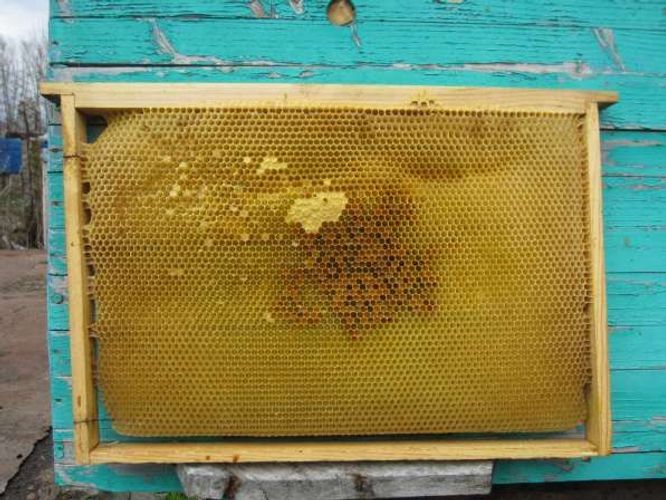 Пчёлы.  Пчелиные рамки