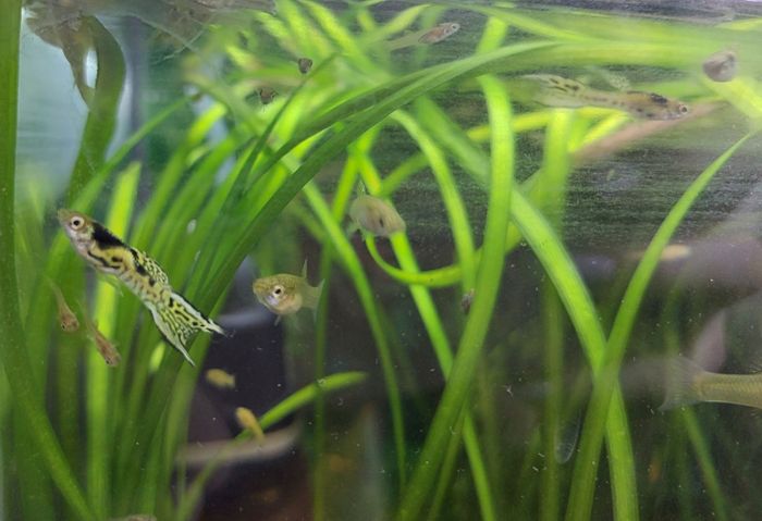 Рыбки гуппи тигр аквариумные аквариум неприхотлив