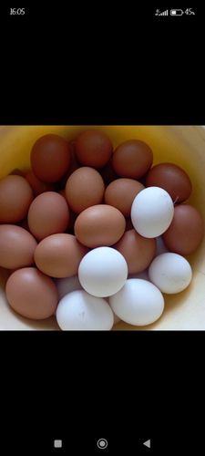 Яйца 