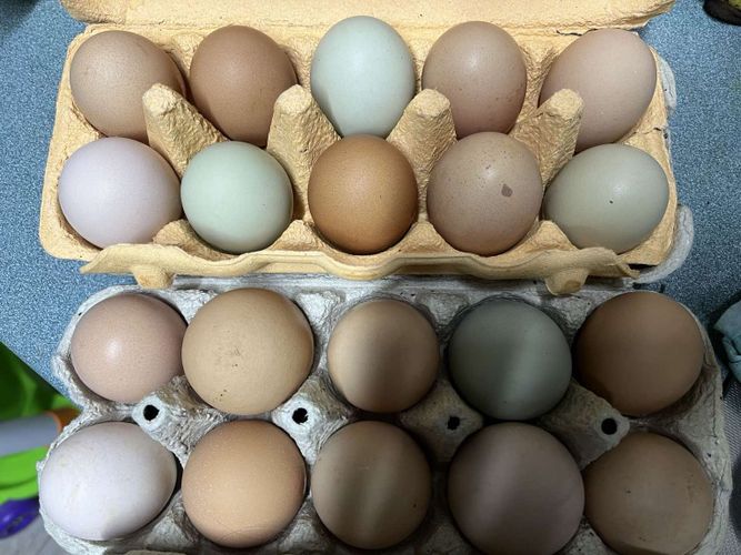 Инкубационное яйцо кур разных пород несушки. В зав