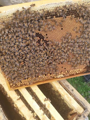 Пчелопакеты, семьи пчел.