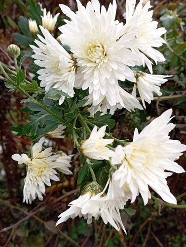 Хризантемы белые