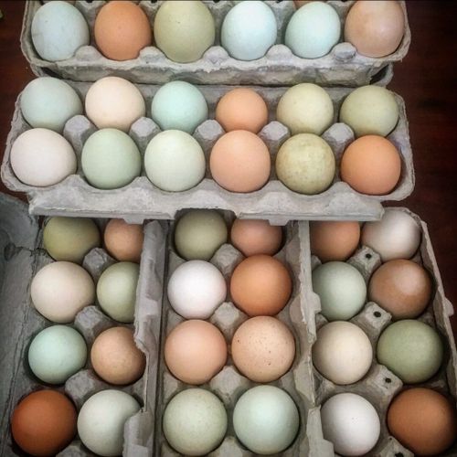 Инкубационые яйца 