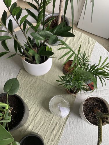 Уход за домашними комнатными растениями 