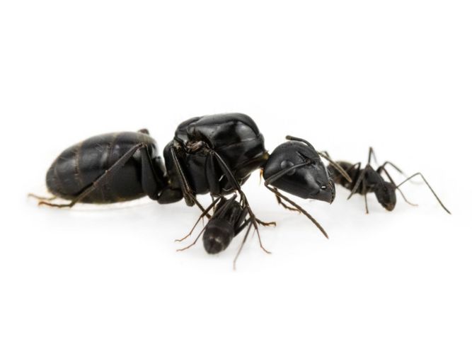 Экзотические муравьи Camponotus japonicus