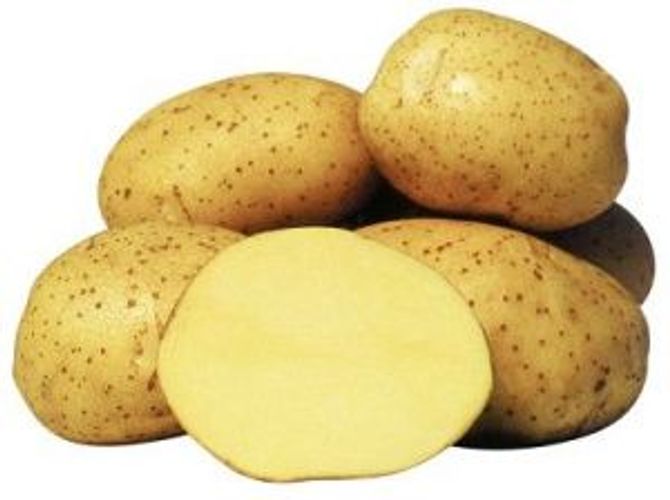 Семенной картофель «Мастак»
