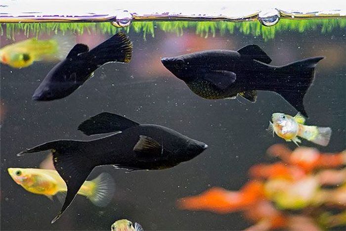Рыбки в аквариум, Моллинезия черная 