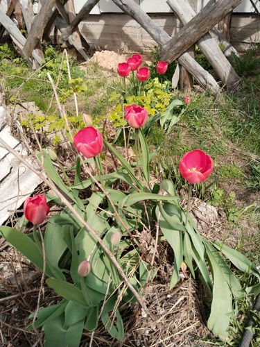Тюльпаны 50-60 см