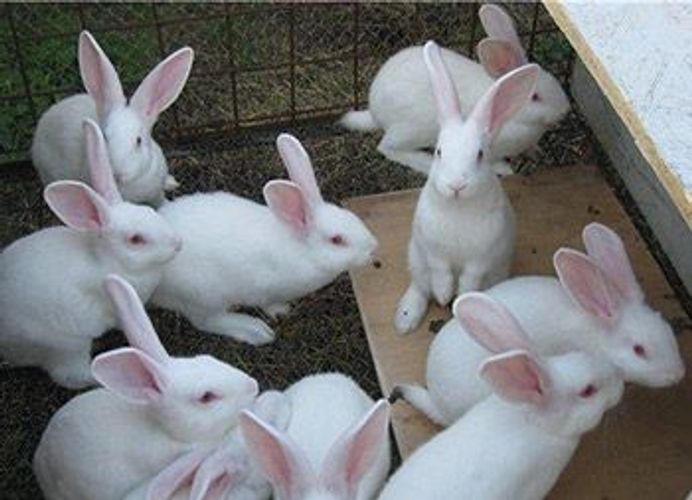 Кролики( Белый панон+калифорниец)