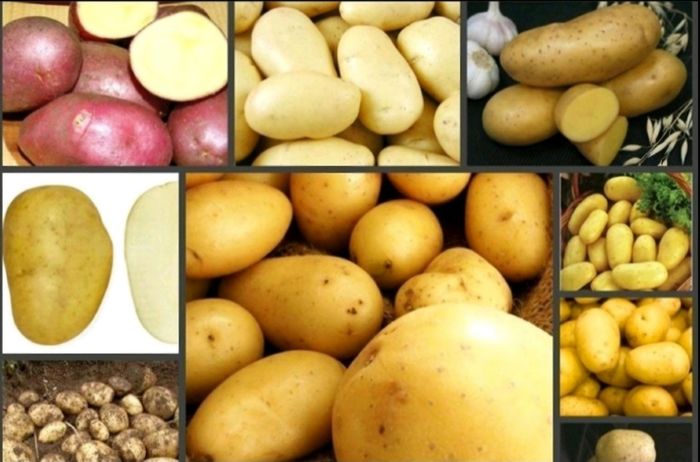 Продам картофель семенной 