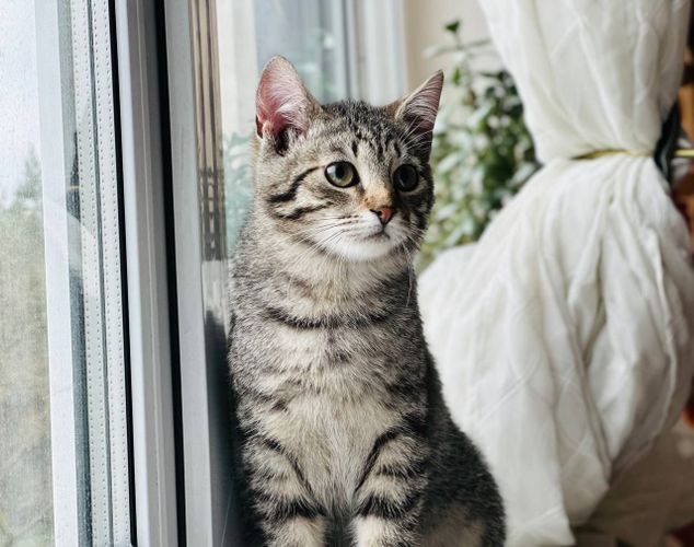 Чудесный котенок спасен с улицы и ищет дом и семью