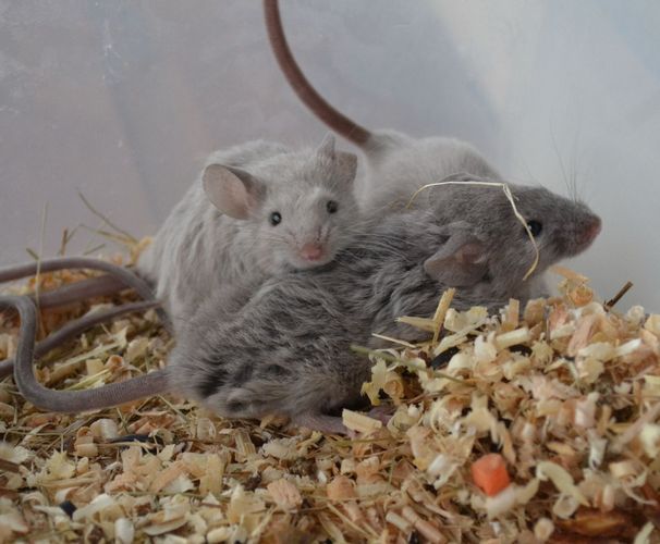 Декоративные мыши (самцы и самки)