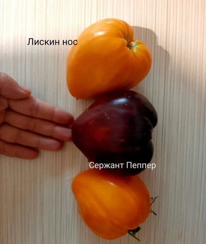Рассада томатов помидор сорта