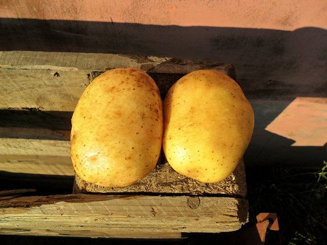 Деревенский картофель (картошка) +375259963510 