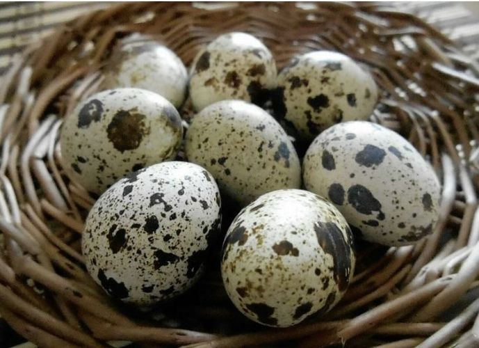 Яйца перепелов