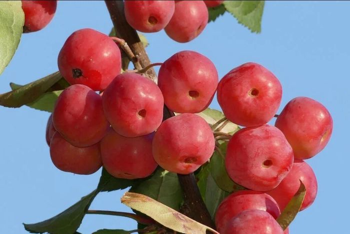 Саженцы ягодной яблони Сибирка 