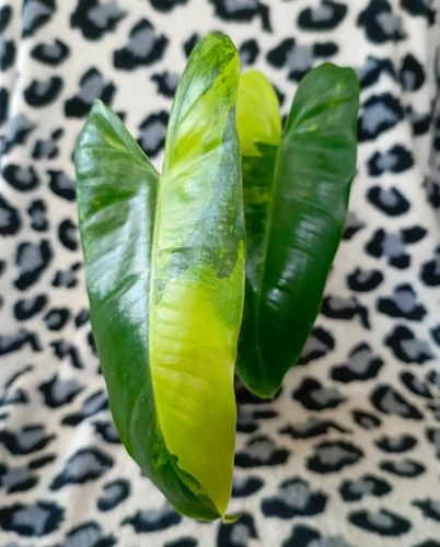 Филодендрон Burle Marx variegata