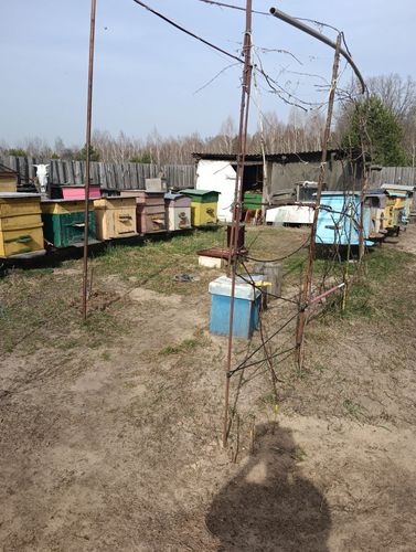 Продажа пчел 