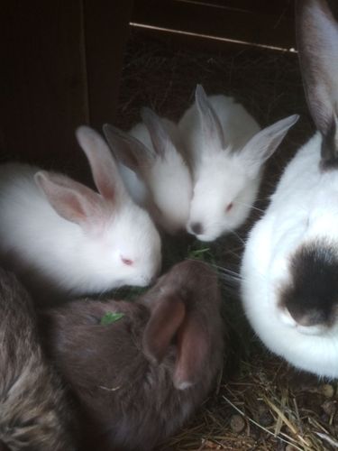 Кролики Крольчата маленькие 