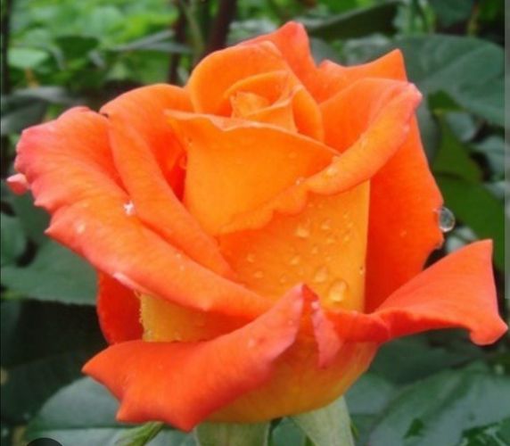 Роза чайно-гибридная Моника. 2хлетка, самокорневая