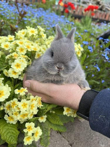 Нидерландский карлик. Кролик из питомника 