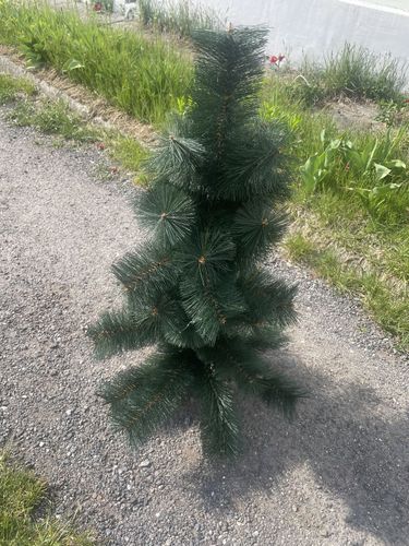 Даром елка 80 см