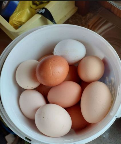 Яйца Куриные деревенские