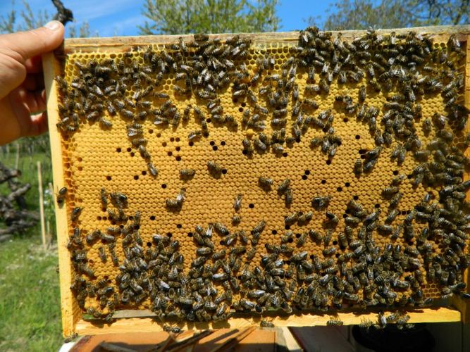 Пчелосемьи куплю