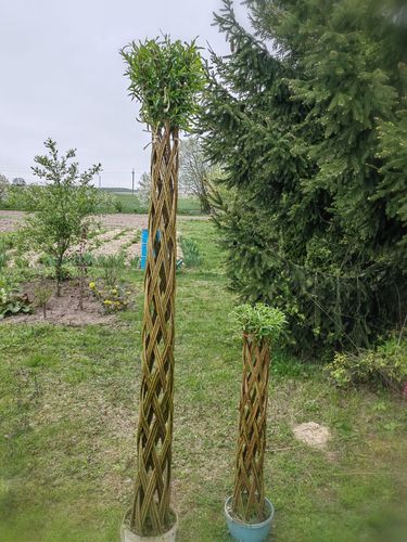 Плетеное дерево (ива американка гигантская)
