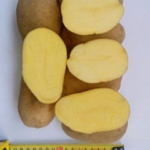 Семеной картофель 