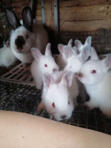 Кролики, крольчихи, крольчата 