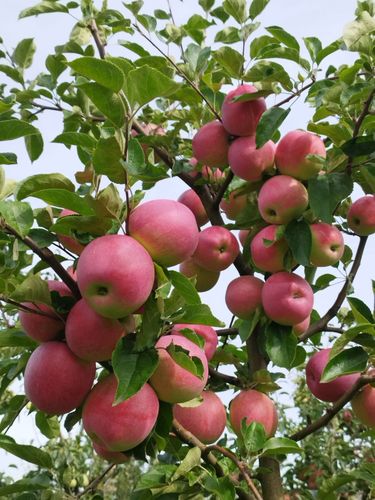 Саженцы яблони черешни абрикосов нектаринов и др. 