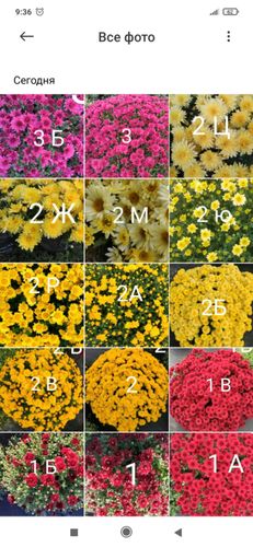 Саженцы хризантемы мультифлора на весну 50 сортов 