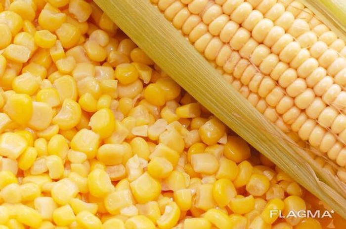 зерно кукурузы