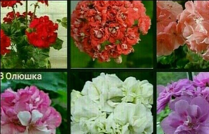 Герань пеларгония разные расцветки