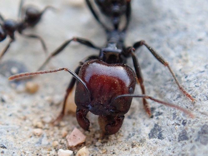 муравьи Messor barbarus + комплект