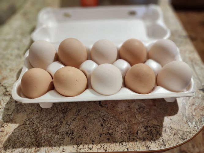 Яйца кур домашних