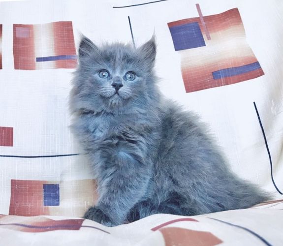 Сибирский котёнок,девочка, голубого окраса 