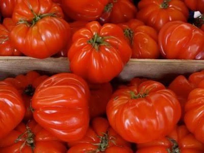 Рассада томатов (в наличие более 10 сортов)