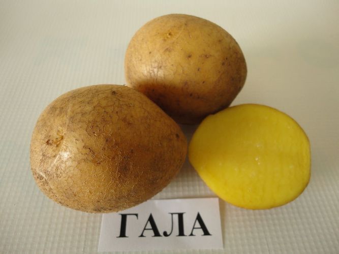 Домашний картофель(картошка )сорт Гала 80296036301