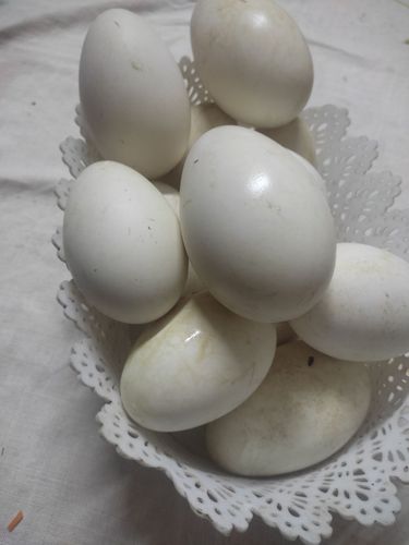 Яйцо гусиное инкубационнон