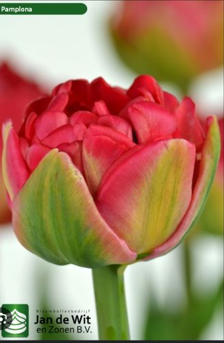 Луковицы пионовидных тюльпанов