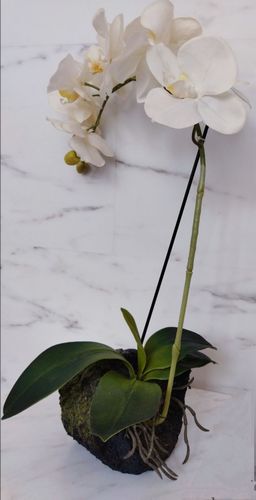 Орхидея декоративная 