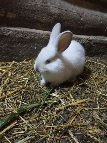 Крольчата 2 месяца