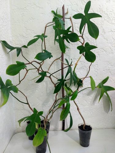 Комнатные растения филодендро