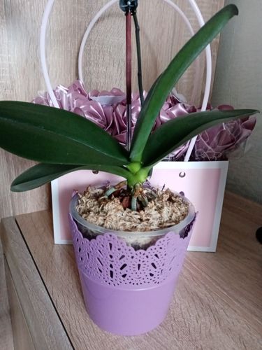 Орхидея 