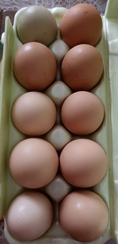 Яйца домашние куриные 