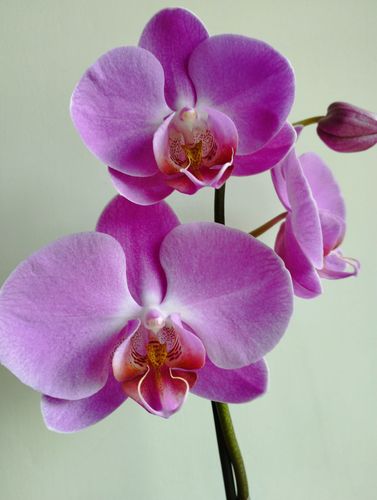 Красивая орхидея  Тигрис 