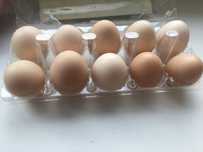 Яйца куриные домашние свежие