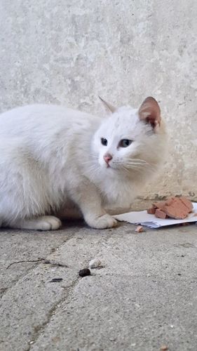 Котик белый ищет дом 